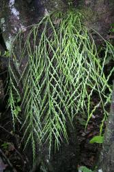 Asplenium flaccidum subsp. flaccidum. Mature plants hanging from a rocky bank.
 Image: L.R. Perrie © Leon Perrie CC BY-NC 3.0 NZ